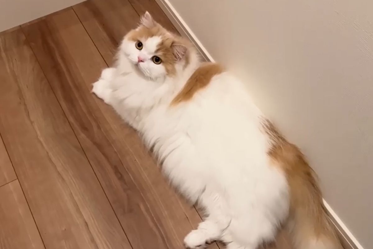 ▲飼主不小心晚回家，想道歉卻被傲嬌貓捶拳出氣，不過不久後牠耐不住寂寞來撒嬌。（圖／Youtube：猫のレモンちゃんねる）