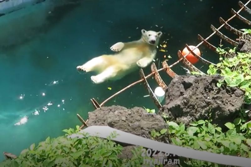 北極熊玩「仰式漂漂河」消暑！網見chill姿態笑：浮力熊
