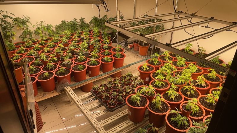 楊梅警偵破大麻栽種工廠　查獲大麻300多株
