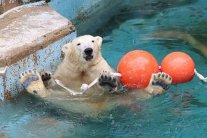 ▲「Hou（ホウちゃん）」是一隻1歲多的北極熊女孩，非常喜歡玩水。（圖／推特帳號RumiDonald）