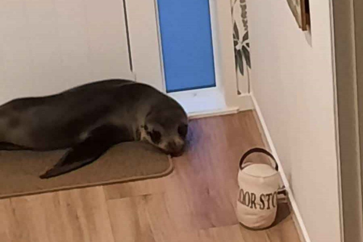 ▲女主人回家驚見海豹在家溜達，罪魁禍首躲2樓：「不關我的事啊喵」。（圖／Facebook：Phil Ross）