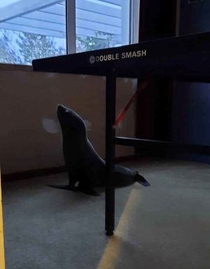 ▲小海豹躲到一旁的房間。（圖／Facebook：Phil Ross）