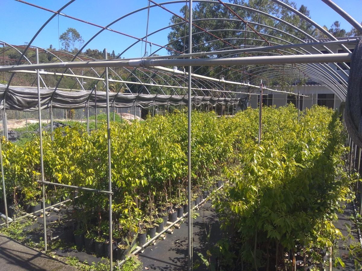 ▲圖為台伽1號土肉桂品種授權的苗木。林試所現已經大量培育該品種苗木，取得品種授權的廠商可以取得苗木進行生產。（圖／林試所提供）