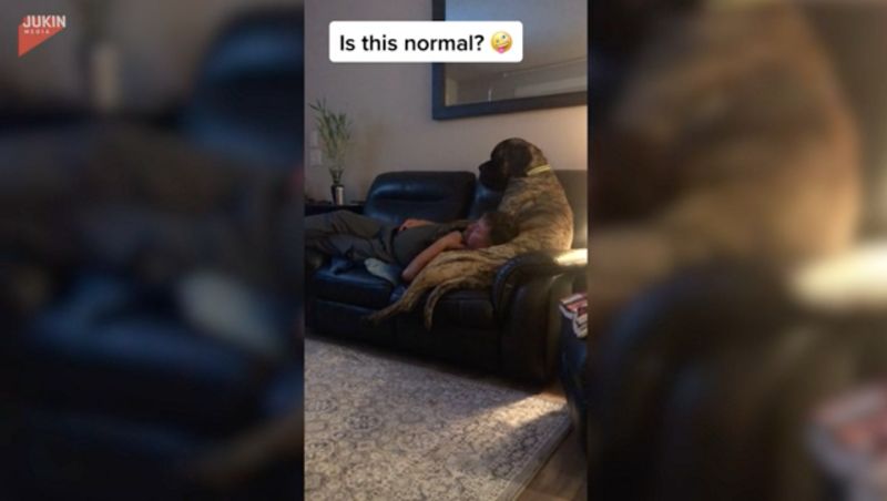 太舒服!獒犬竟變主人「專屬沙發」 依偎躺肚模樣萌翻網