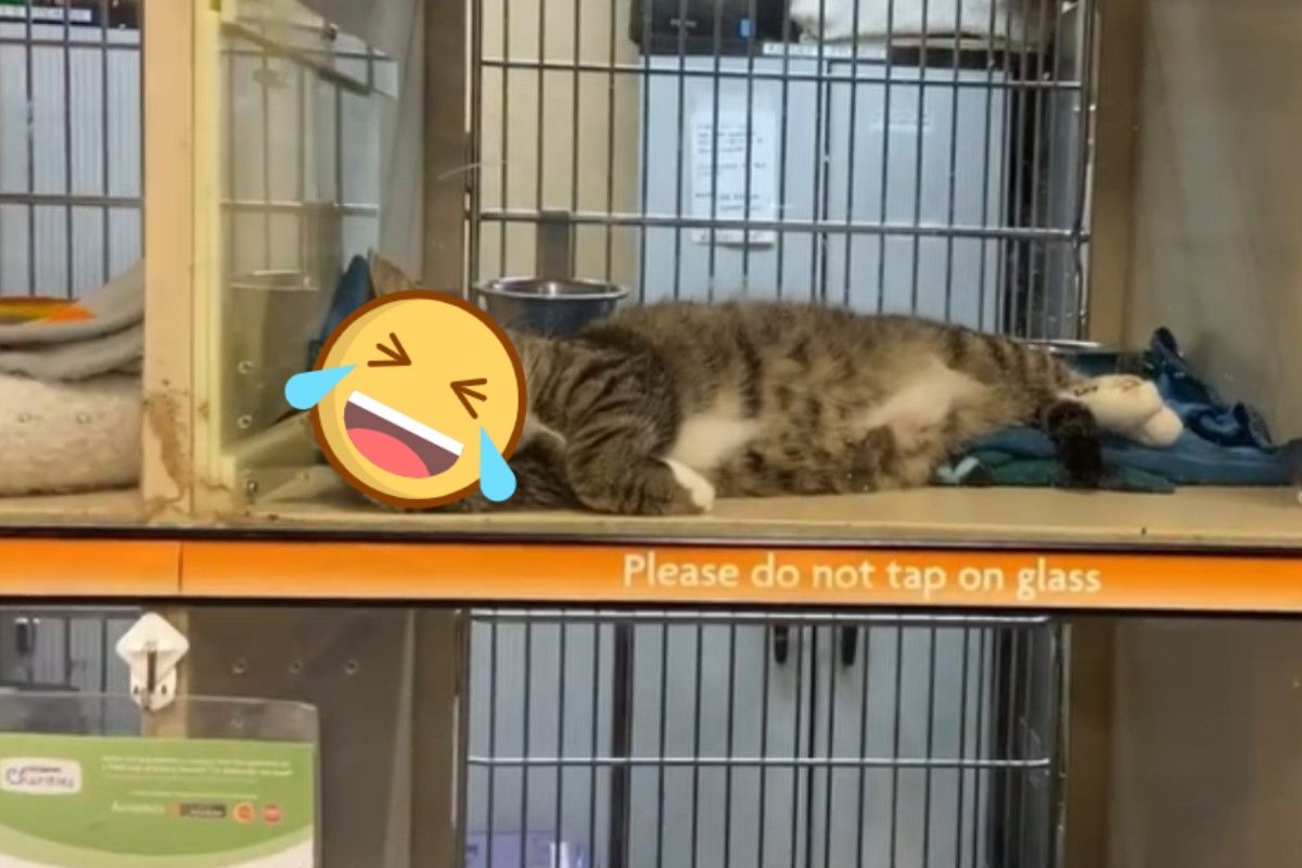 ▲美國一名女子在收容所看見一隻單手撐頭、表情相當不屑的虎斑貓。（圖／IG帳號henrysthoughts）