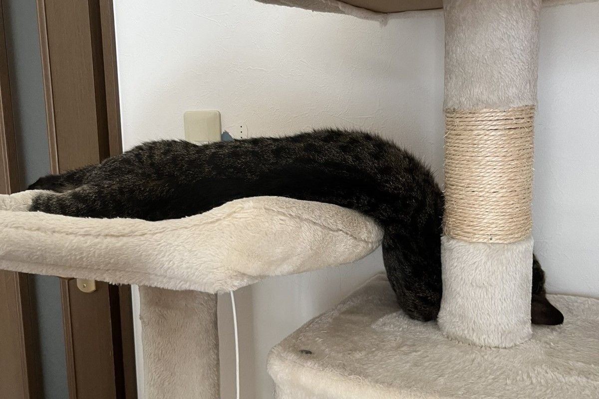 ▲全球暖化注意，家喵融化成流體，飼主笑：「牠原本真的是貓！」（圖／Twitter：suiami99m） 