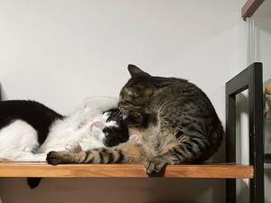▲推主養了兩隻貓。（圖／Twitter：suiami99m）