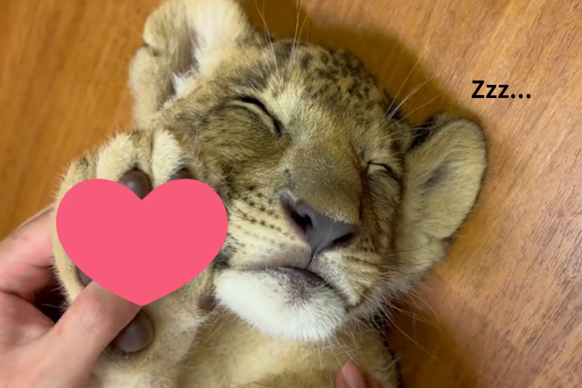 ▲日本一隻小幼獅熟睡中，任由飼育員偷捏牠的肉球。（圖／推特帳號fuji_safari1980）