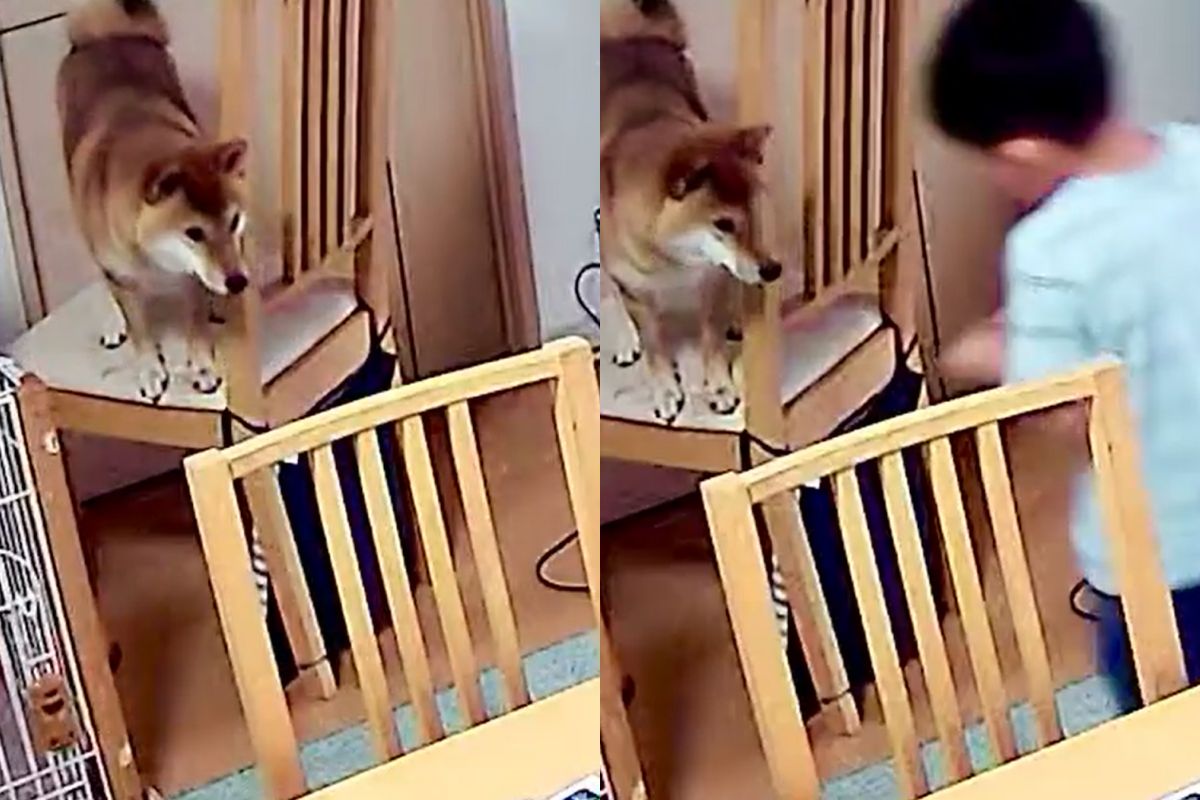 ▲6歲小男孩跟媽媽炫耀自己救了受困的柴犬，媽看監視錄影器畫面笑噴。（圖／Twitter：shibayusha） 
