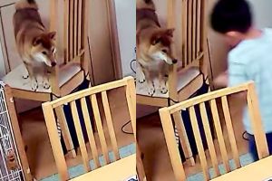 6歲兒炫耀救「受困柴」！媽看畫面笑噴　網：真的是奴才
