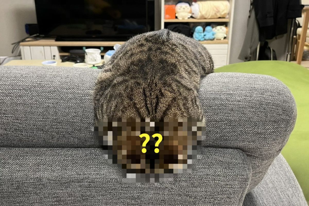 ▲日本一名網友在家中沙發上看見一條「肥美毛毛蟲」正在熟睡！（圖／推特帳號monamofumofu）