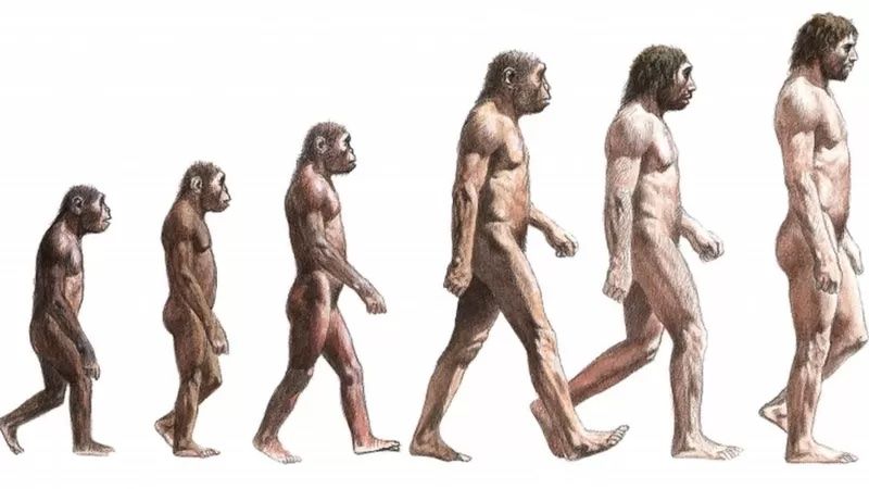 ▲科學家針對約700萬年前人類骨骼的研究顯示，查德沙赫人是目前已知最古老的人屬祖先，他們已經能用兩腿直立行走，而且仍與猿一般，保有爬樹的技能。（圖／翻攝自Science Photo Library）