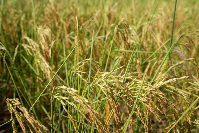 ▲世界最大稻米出口國印度為穩定國內糧價，日前宣布禁止出口非巴斯馬蒂白米（non-basmati white rice），此舉預料將影響全球數百萬人口。示意圖。（圖／美聯社／達志影像）