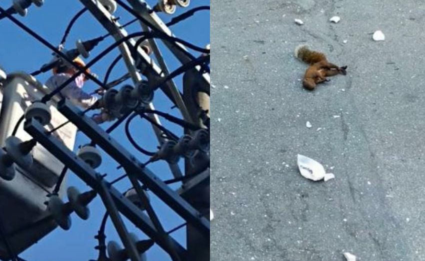 ▲台電高雄營運處表示，由於鼓山變電電所因饋線遭松鼠碰觸，造成左營區、鼓山區、塩埕區等一帶停電，總共影響8416戶。（圖／台電提供）