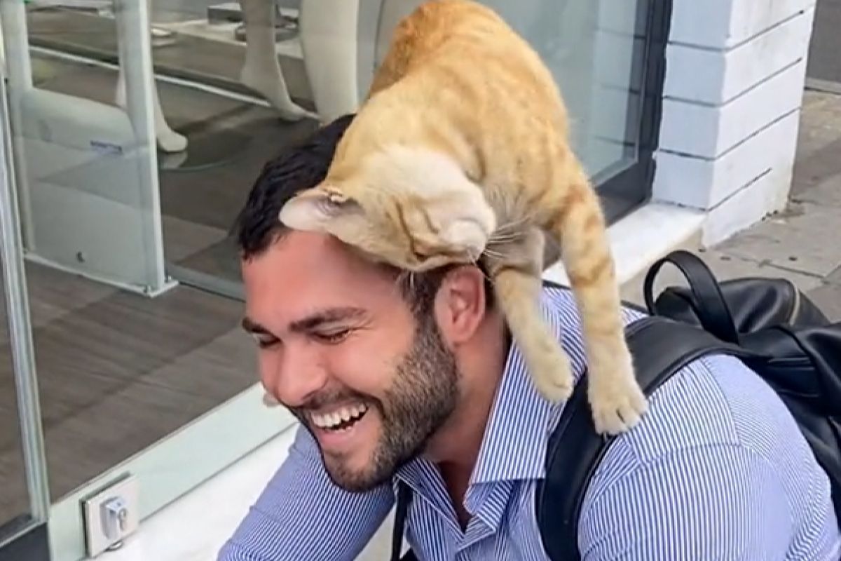 ▲路邊遇親人橘貓，牠使出渾身解數求包養：「快帶我回家」。（圖／TiKTok：abdullah_best1） 