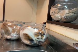 ▲三隻貓：媽媽洗碗加油！（圖／Twitter：jirosan77）