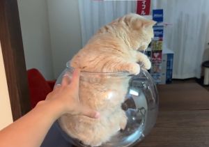 Mikan:洗玩了嗎?那我先走了。(圖/Twitter:jirosan77) ▲Mikan:洗玩了嗎?那我先走了。(圖/Twitter:jirosan77)