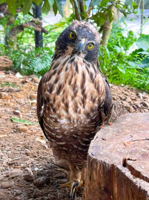 負責打獵的雄鳥,身體嬌小更能靈活狩獵(熊鷹)(圖/臺北市立動物園授權提供,林俊佑攝) ▲負責打獵的雄鳥,身體嬌小更能靈活狩獵(熊鷹)(圖/臺北市立動物園授權提供,林俊佑攝)