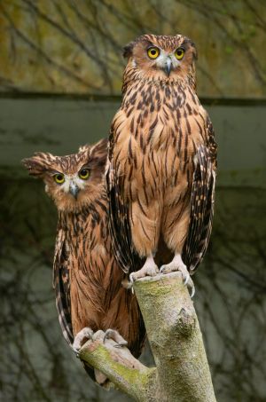 猛禽類最容易觀察到「逆雌雄二型性」的現象。(圖/臺北市立動物園授權提供,詹德川攝) ▲猛禽類最容易觀察到「逆雌雄二型性」的現象。(圖/臺北市立動物園授權提供,詹德川攝)
