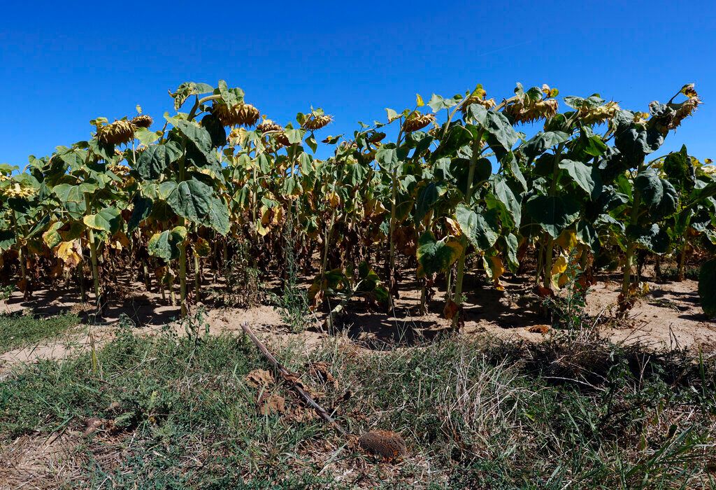 ▲西班牙今天將面臨一場異常早臨的熱浪襲擊，引發外界擔憂可能出現森林野火。西班牙今年來乾旱，氣候乾燥程度導致一些農民甚至選擇春天不栽種作物。（圖／美聯社／達志影像）
