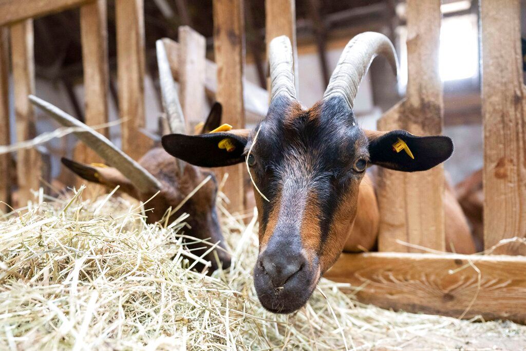 ▲英國研究人員今天表示，若天主教教宗方濟各（Pope Francis）要求教徒恢復週五不吃肉的齋戒，或許有助全球減少碳排放。（圖／美聯社／達志影像）