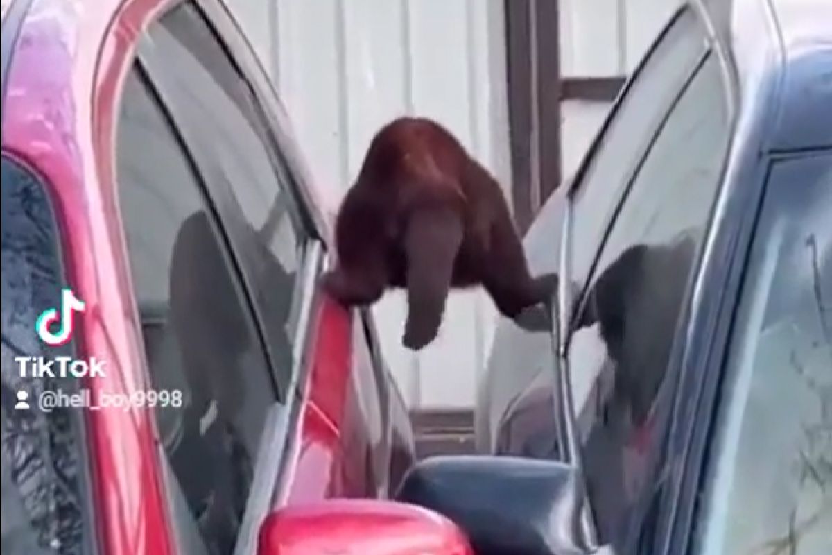 ▲特務貓手扶兩車極限移動，過程超刺激，網友笑：「太帥了」。（圖／Facebook：RerngnaRong Benjamin）