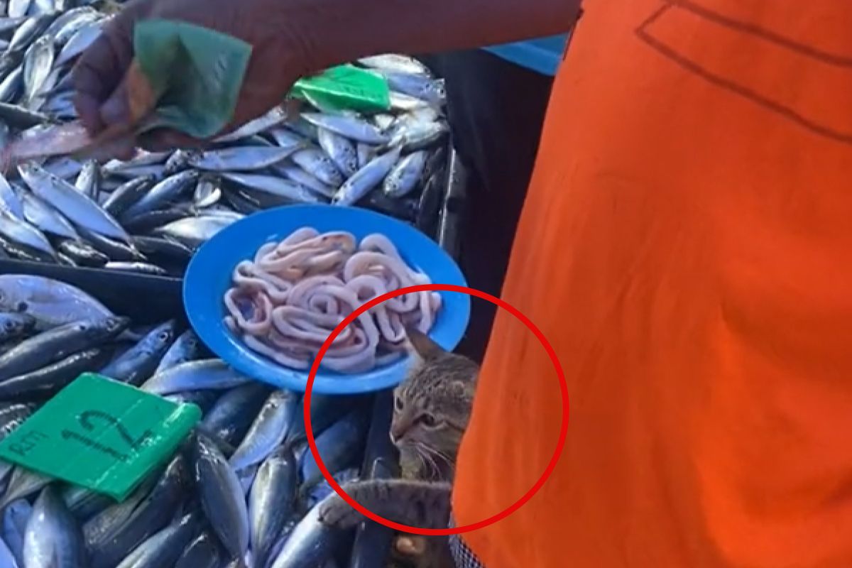 ▲菜市場魚攤上出現一隻毛毛小手，牠偷偷摸摸抓走一條：「今天吃大餐喵！」（圖／TiKTok：esyyah26）