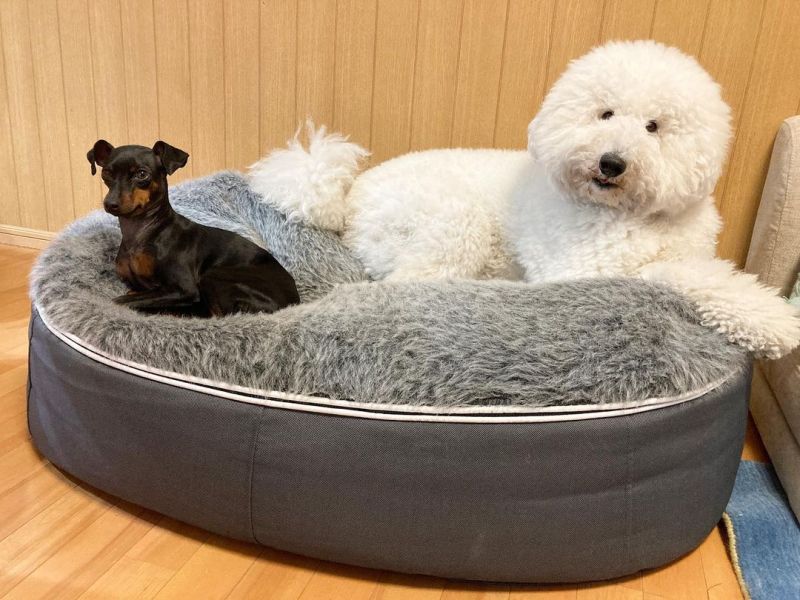 ▲網友家養有兩隻狗狗。（圖／Instagram：lucy_sengoku）