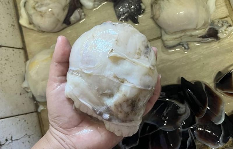 ▲有網友在菜市場的海鮮拍賣發現「手掌大」龍珠，尺寸巨大得嚇人。（圖／翻攝自臉書「家常菜」）