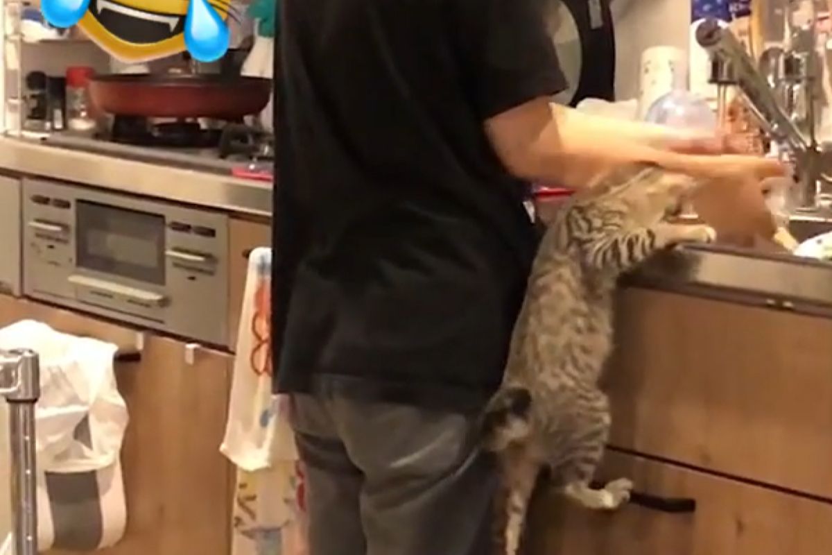 ▲媽媽在廚房中忙著洗碗，小屁貓手扶桌面盯著看：「這是什麼？」（圖／Instagram：non62326）