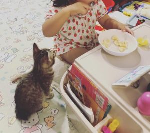 ▲Miya是隻貪吃、貪玩的小貓。（圖／Instagram：non62326）