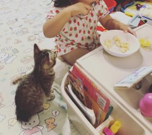 Miya是隻貪吃、貪玩的小貓。(圖/Instagram:non62326) ▲Miya是隻貪吃、貪玩的小貓。(圖/Instagram:non62326)