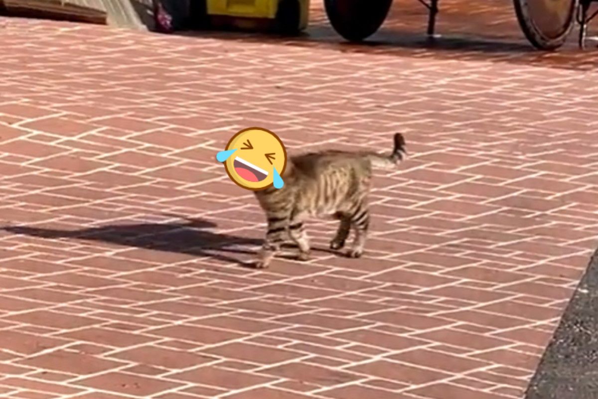 ▲韓國一隻虎斑貓叼著一隻鮮魚驕傲地走在路上，卻被網友笑是「咬到瘦臉神器」。（圖／推特帳號tenichi08）