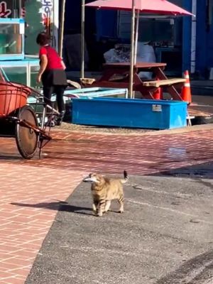 ▲韓國一名網友在海鮮店前看到虎斑貓叼著一條魚，驕傲地走在路上。（圖／推特帳號tenichi08）