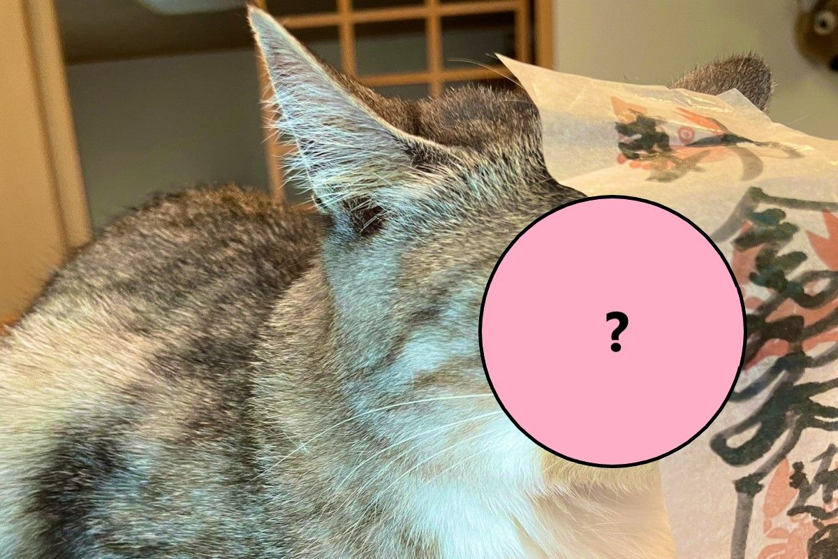 ▲日本一隻貓咪因為太興分就會飛撲，奴才只好貼符咒「封印」牠！（圖／推特帳號kokonananya）