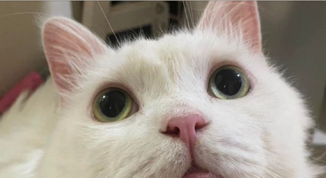 ▲白貓皇靠著一雙萌萌大眼，輪流誆騙4名奴才輪流餵食。（圖／翻攝《爆廢公社》）