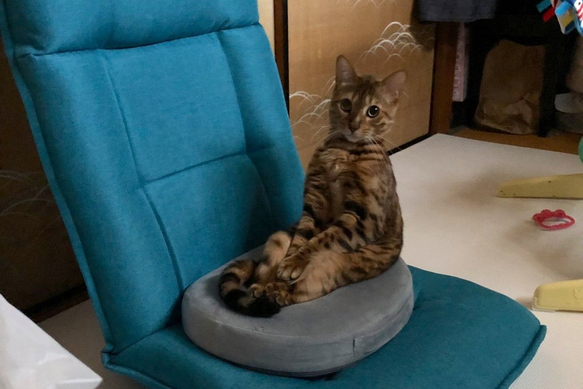 ▲貓咪賞臉使用新購入的墊子，可飼主一看：「不對欸」，坐姿就跟在運動的少女一樣。（圖／Twitter：sumochi3310）