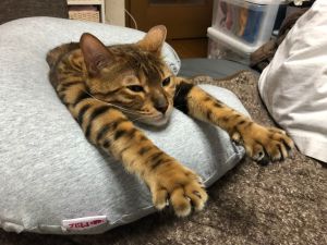 ▲U型枕也是牠的最愛。（圖／Twitter：sumochi3310）