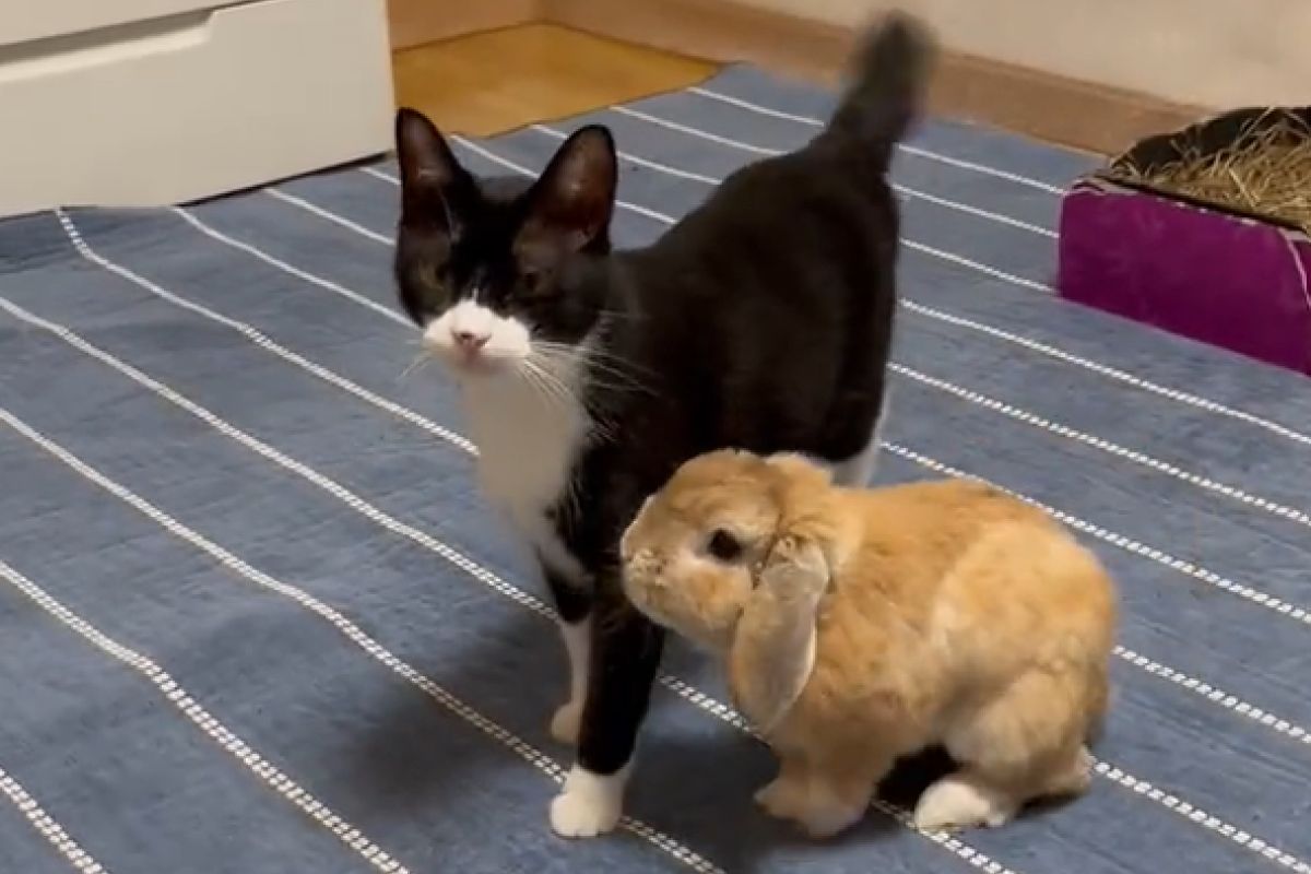 ▲兔兔戀上賓士貓，屁顛跟著像隻小跟屁蟲。（圖／Twitter：jIcyoBQbkwFz0Za） 