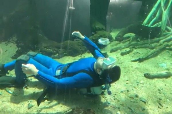 ▲「那珂川水遊園（なかがわ水遊園）」有一名飼育員非常擅長從水底吐出一個又一個完整的氣泡圈。（圖／推特帳號tnapofficial）