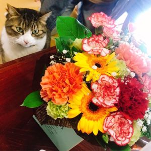 ▲貓咪盯著花花看。（圖／Twitter：ahodanshi_haha）