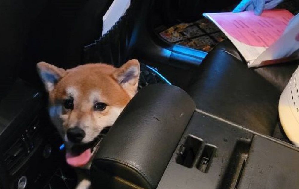 ▲小柴犬探出狗頭，眼睜睜看主人遭警察逮捕，似乎在訴說「我也愛莫能助呀」（圖/記者鄧力軍翻攝）