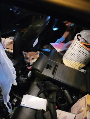 車內柴犬受到驚嚇,逃竄至後座躲起來。(圖/民眾提供) ▲車內柴犬受到驚嚇,逃竄至後座躲起來。(圖/民眾提供)