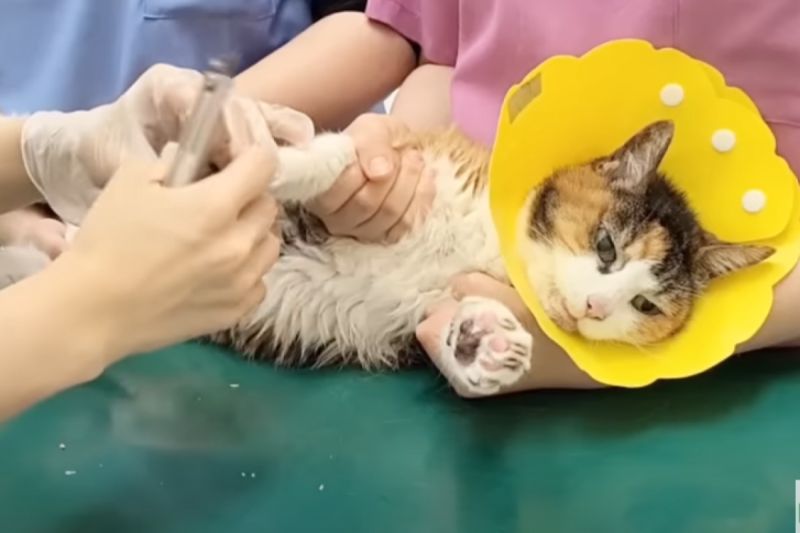26歲老貓不愛剪指甲！向獸醫「喵喵叫」喊話：可以不要嗎
