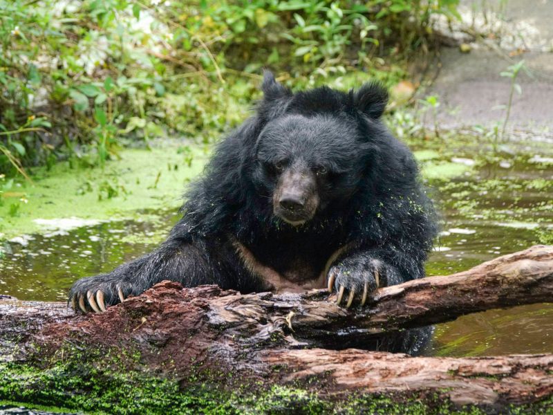 ▲臺灣黑熊：泡「冷泉」就是舒服！（圖／臺北市立動物園授權提供，詹德川攝）