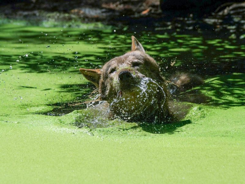 ▲灰狼：「抹茶」口味的更消暑哦！（圖／臺北市立動物園授權提供，詹德川攝）