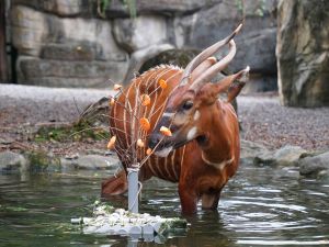 ▲暑期實習生在自製的水管筏上放置胡蘿蔔，吸引羚羊們主動下水。（圖／臺北市立動物園授權提供）