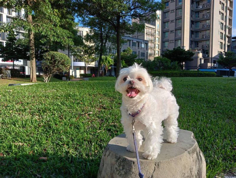 ▲現代人挑選寵物宅，會偏好選擇環境周邊有公園綠地的產品。（圖／NOWnews資料照片）