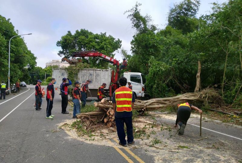 颱風來襲！彰化市路樹應聲倒塌　雙向交通中斷通勤族抱怨
