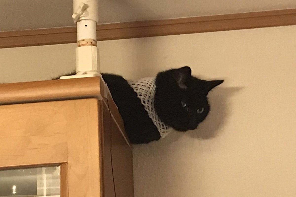 ▲日本飼主1招讓黑貓變埃及女神芭絲特，2喵對看：「你也遭殃了嗎？」（圖／Twitter：tutitoabura）